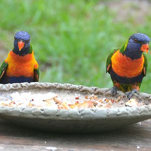 Rainbow lorikeets on feed dish