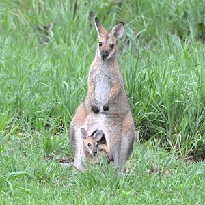 Red-necked wallaby + joey