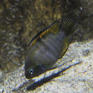 Most prob. Amatitlania sajica