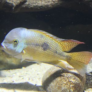 Hypsophrys nicaraguensis