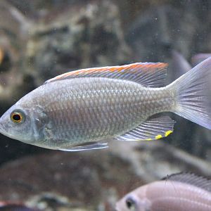 Malawi firecrest - Copadichromis virginalis