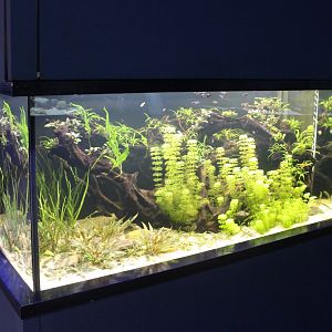 Asian freshwater tank