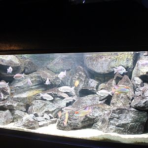 Lake Malawi aquarium