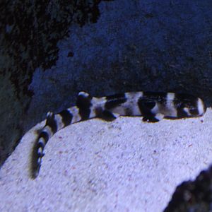 Juvenile Bamboo shark