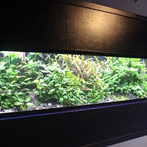 Aquascape aquarium