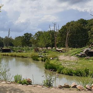 First Gorilla and Mangabey island