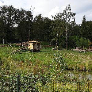 Lion-enclosure