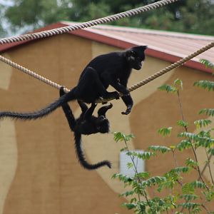 Black mangabey and young