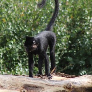 Black mangabey