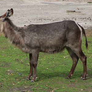 Waterbuck