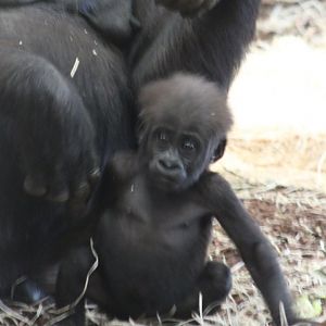 Baby Gorilla