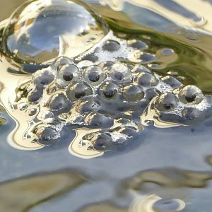 Frogspawn, February 2020