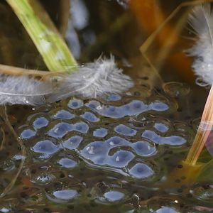 Frogspawn and feathers, February 2020