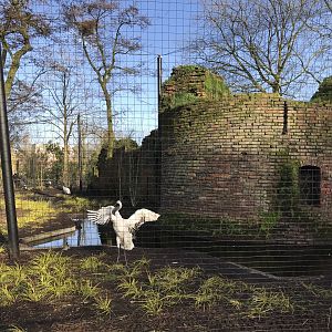 Red-crowned crane enclosure in winter