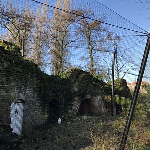 Snowy owl enclosure in winter
