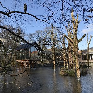 Spider monkey enclosure in winter