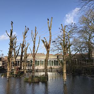 Spider monkey enclosure in winter