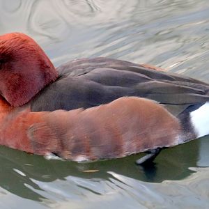Ferruginous duck; Barnes; 1st February 2020