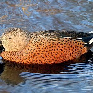 Red shoveler; Barnes; 1st February 2020