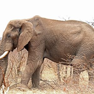Southafrican Elephant