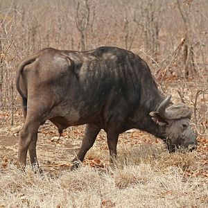 African Buffalo