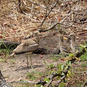 Water Thick-knee  (Burhinus vermiculatus)