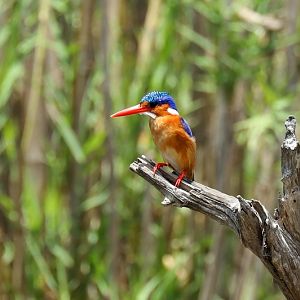 Malachite Kingfisher (Corythornis cristatus)