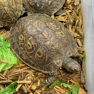 Can somebody identify