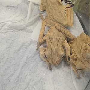 Can somebody identify