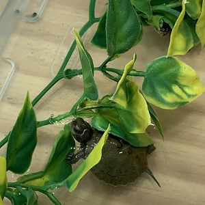 Can somebody identify