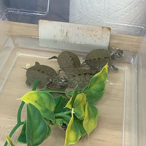 Can somebody identify