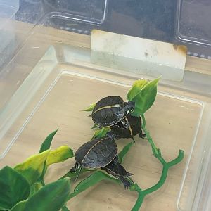 Can somebody identify