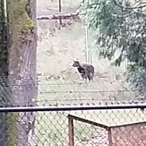 ID? Chinese Goral? Behind the scenes.