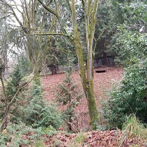 Behind the Scenes enclosure / back of elk exhibit