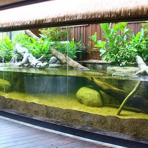 Wild Amazonia - Green Anaconda exhibit