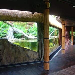 Wild Amazonia - Green Anaconda exhibit
