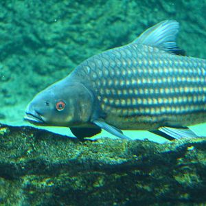 Mekong River - Jullien's Golden Carp
