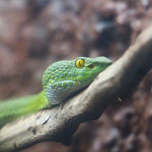 Mekong River - Large-eyed Pit Viper