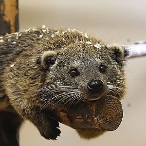 Baby Binturong Play Fighting with Mum @ Hamerton Zoo Park - YouTube