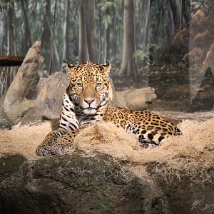 Jaguar at Rest