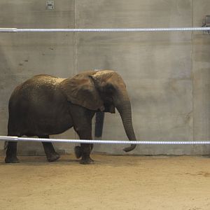 African Elephant "Belle"