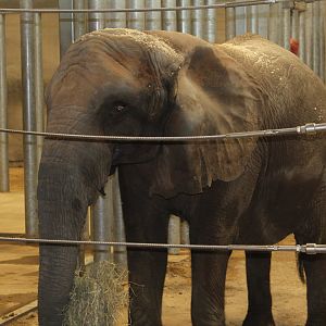 African Elephant "Belle"