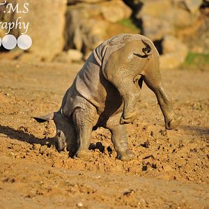 Colchester Zoo Baby Rhino Lottie