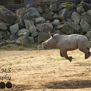 Colchester Zoo Baby Rhino Lottie