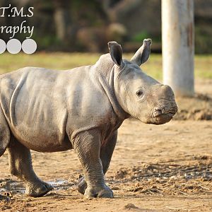 Colchester Zoo Baby Rhino Lottie