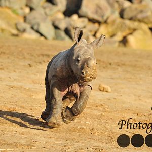 Colchester Zoo Baby Rhino Lottie