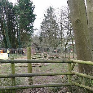 Deforestation in the maned wolves enclosure, February 2020