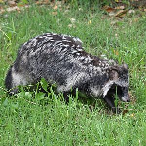 Soggy Raccoon Dog