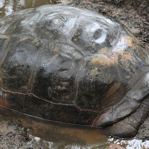 Volcán Alcedo Giant Tortoise