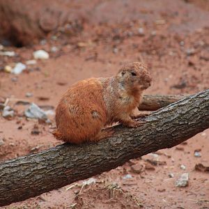 Black-Tailed Prairie Dog
